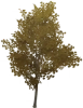 Withered Pearlroot Tree