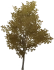 Withered Pearlroot Tree Icon